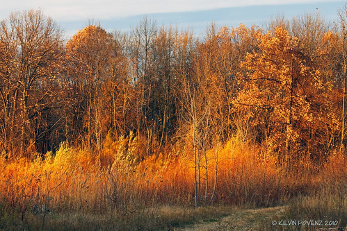autumn sun sunlight color tree fall westmichigan jenison bendarea canont1i