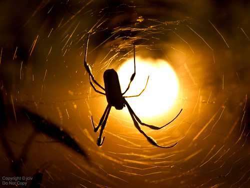 sunset halloween spider web arachnid bananaspider goldensilkorbweaver file:name=dsc03650