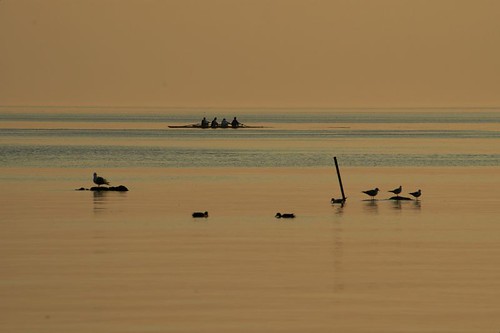 blue sunset shadow lake water birds yellow gold switzerland boat silhouettes ducks lausanne rowing leman rowers saintsulpice genevalunch