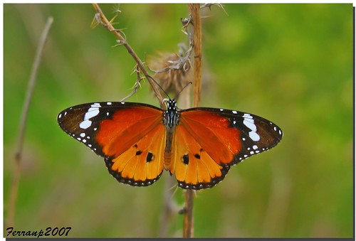 "Papallona tigre 01(mascle) - Mariposa tigre (macho) -The Plain Tiger (male) - Danaus chrysippus " by ferran pestaña, on Flickr