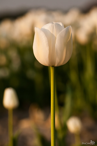 morning sunlight white flower macro green closeup sunrise geotagged petals spring tulip bloom silverdollar tulp bracom geo:lat=51703333 geo:lon=4291333 bramvanbroekhoven