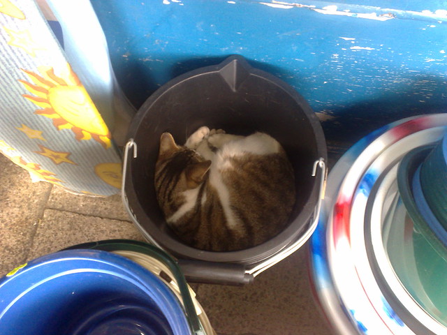Cat asleep in a bucket