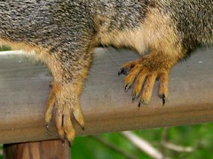 Squirrel Feet