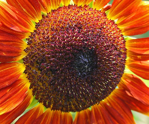 flowers colorphotoaward sunflowersmacro