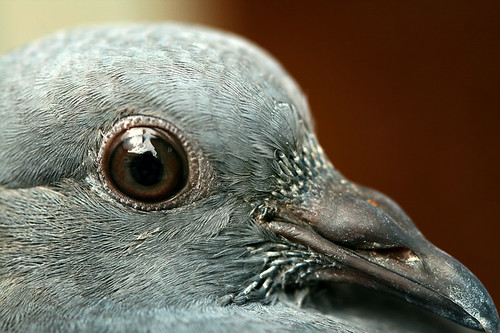 macro bird eye pigeon beak naturesfinest blueribbonwinner