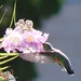 hummingbird in desert willow flowers - tight crop