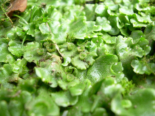 liverworts plants