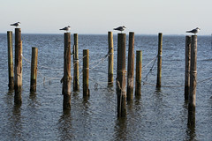 Gull posts