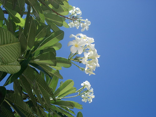 flower macro bud maldives