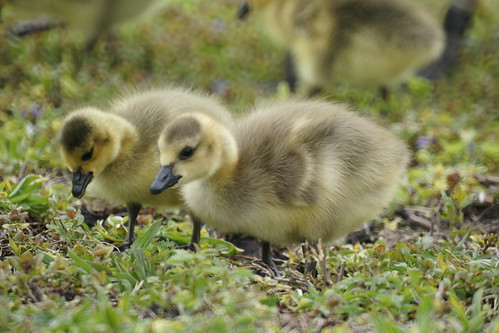 Goslings by thomevered