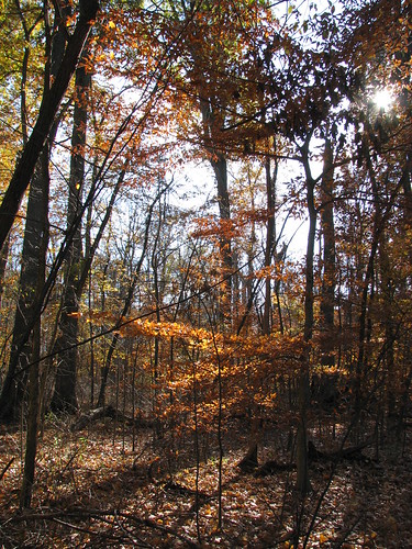 autumn trees fall leaves indiana terrehaute dobbspark
