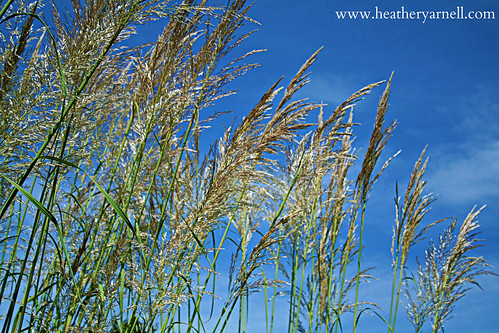 grass seed missouri powellgardens kingsville