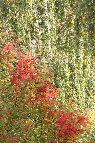 autumn red tree green leaves yellow geotagged colours view sweden balcony autumnleaves småland växjö