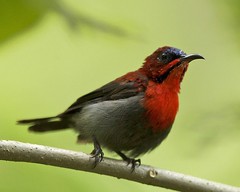Crimson Sunbird (Aethopyga siparaja siparaja)