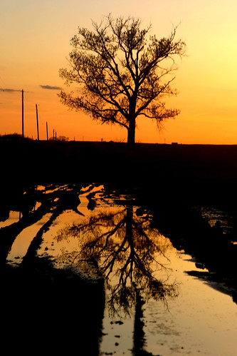 sunset sky orange reflection tree mud