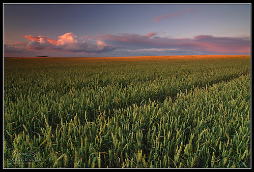 light sunset summer colors field d50 germany landscape evening bravo brandenburg circularpolarizer cokinp121 nd8 flickrsbest 3stops gfxmaster dietrichbojko tokina1224mm124dx