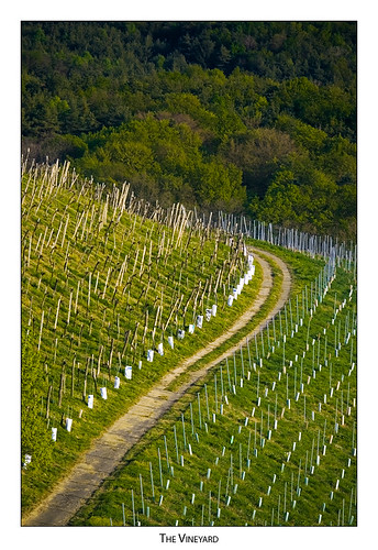 trees vineyard path curve styria klöch
