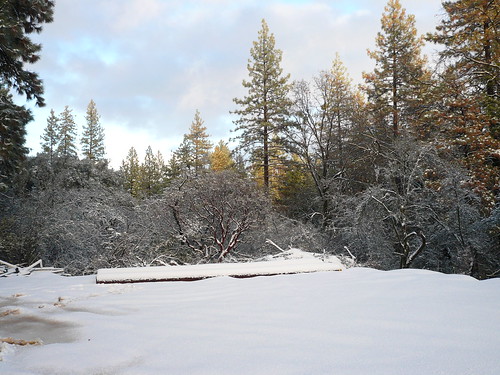 california christmas winter white mountain snow cold tree fun fresno snowing 2008 centralcalifornia