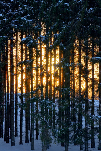 winter light sunset sweden pines sverige hdr östergötland bjärkasäby sigma70300mmf456apodgmacro canoneos7d