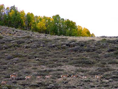 color fall changing aspen continentaldivide pronghorn grousepic