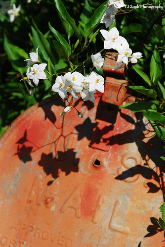 red orange white flower green beautiful leaves yellow sanantonio mailbox nikon pretty texas tx nb boerne d80