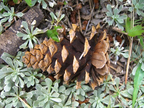 plant newmexico forest seed pinecone