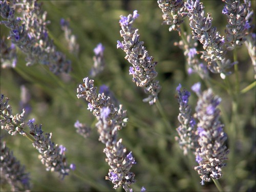 france macro geotagged lavender provence provencealpescôtedazur saintgrégoire 372kmtosaintgrégoireinprovencealpescôtedazurfrance geo:lat=43827733 geo:lon=5942550