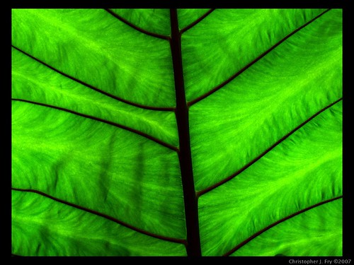 green nature leaf pittsburgh pennsylvania vein phippsconservatory views100 interestingness222 flickrsbest explore13sep2007