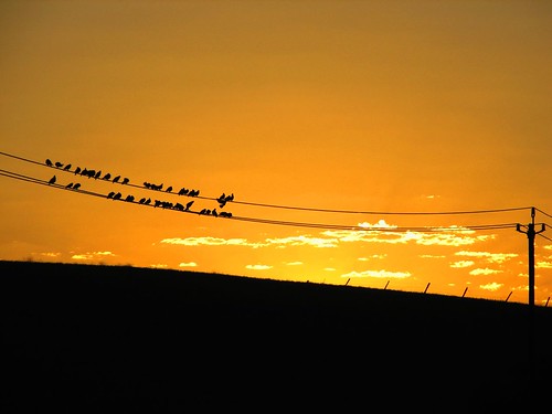 california above morning summer sky orange usa black color birds silhouette northerncalifornia sunrise canon landscape wire sitting country august powerlines sit sanfranciscobayarea eastbay livermore 2007 urbanarea