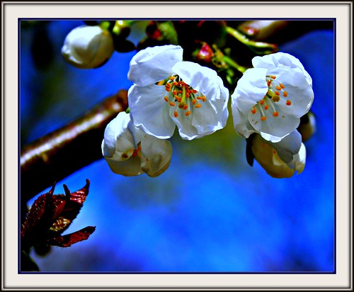 blue white flower detail macro tree berlin closeup germany garden cherry geotagged deutschland spring cherries europa europe ast branch blossom near details natur blumen loveit bloom nah blau fabulous blume makro picturesque limb weiss allemagne garten baum bundesrepublik springtime kirsch 2007 blueten bough fruehling spandau brd bluete juergen bln kirschen kirschbaum kirschbluete zweig aufnahme kladow ysplix 0fav platinumheartaward flowersmakeeveryonehappy kurlvink kurli1 0allok 0nah