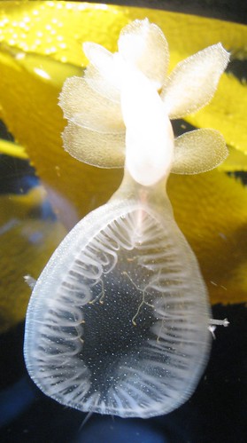 Melibe sea slug