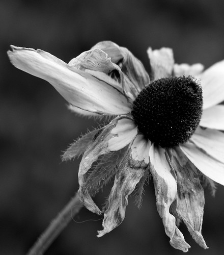 blackandwhite stilllife flower nature blackeyedsusan blossum whithered dsc8458 tracycollinsphotography