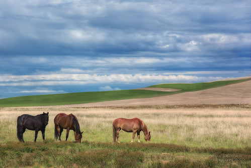 horses horse field geotagged pasture lacrosse washingtonstate rollinghills palouse nezperce janusz leszczynski appoloosa bestcapturesaoi 014619 geo:lat=46778257 geo:lon=117702091