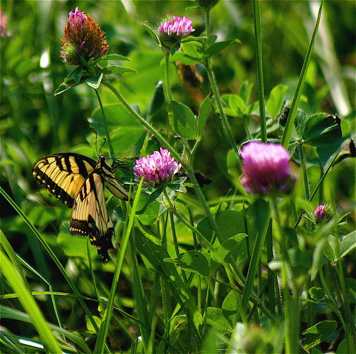 brown black green yellow rural butterfly geotagged illinois purple thistle insects farmland clover ohioriver flatlands southernillinois ohioriverbottoms ohiorivervalley caveinrockillinois geo:lat=37699238 geo:lon=88287935 littleegyptareaillinois