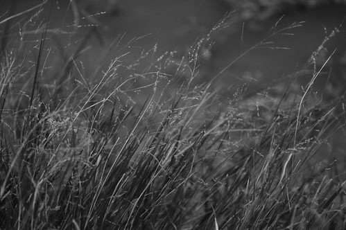 bw blancoynegro grass d50 geotagged lyrics poetry texas 80200mm innocencemission 80200mmf28d p2wy