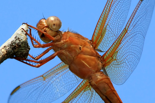 closeup texas dragonflies grapevinelake neonskimmer libellulacroceipennis beautifulworldchallenges