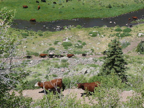 cows sanluisvalley cattledrive lajaracanyon
