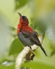 Crimson Sunbird (Aethopyga siparaja siparaja) calling