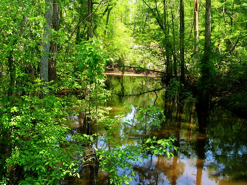 summer green water virginia bestof va swamp wetlands tannin southamptoncounty