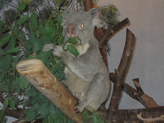 Koala eating 