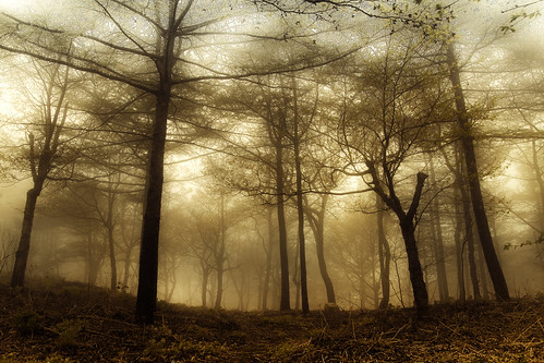 china mist tree nature rain misty fog forest lluvia twilight nikon amanecer bosque 1750 tamron niebla 泰山 d300 taishan natureandnothingelse inhiu