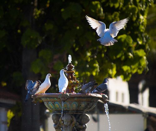 fountain spain pigeon telephoto