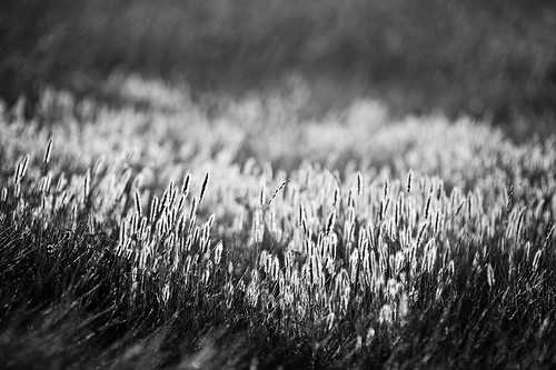 blackandwhite nature field grass bokeh feathers meadow hike backlit santarosaplateau 85mmf14