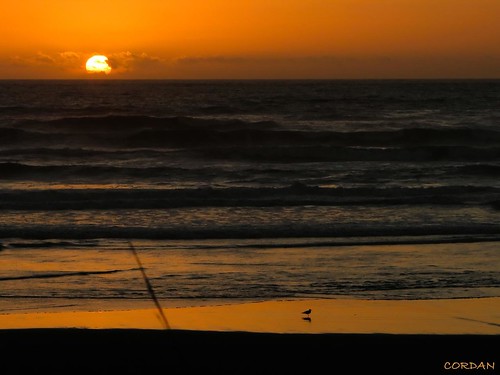 ocean sunset orange seagulls beach water sunshine birds coast sand waves pacificocean pnw 2007 lightroom kalaloch endofsummer kalalochlodge supershot canons3is pse5 cordan flickrgolfclub