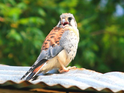 falcon americankestrel kestrel sparrowhawk falcosparverius animalkingdomelite