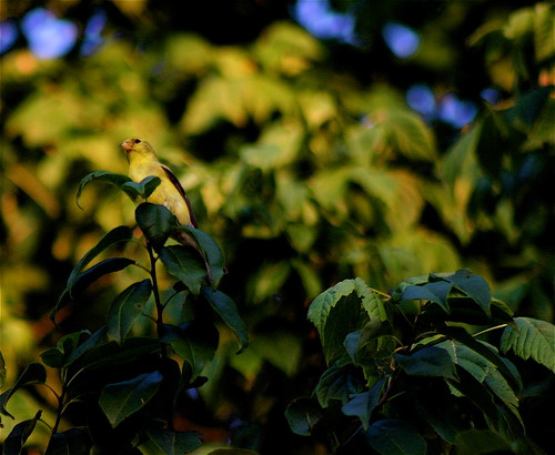 sunset bird leaves geotagged goldfinch finch geo:lon=87905388 geo:lat=37693134