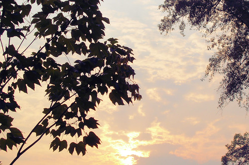 trees sunset sky alabama brantley