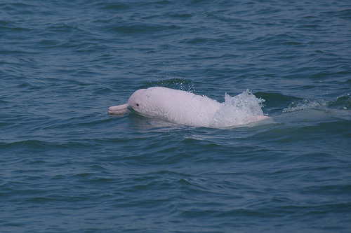 白海豚。資料照片
