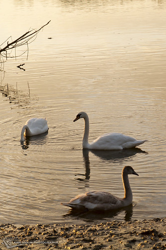bridge shadow water sunrise river boats dawn swan ombre swans pont loire cygne cygnes fleuve aube mauves
