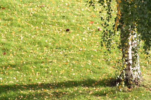 autumn shadow tree leaves geotagged colours view sweden balcony autumnleaves småland växjö birchtree helluva
